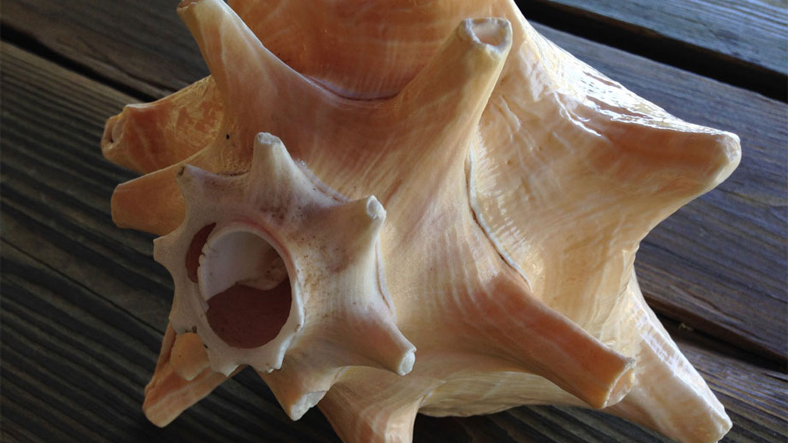 This is what the conch shell looks like once the tip has been cut off to create the horn. That is where a captain would put his mouth to blow air through the shell creating a horn sound.